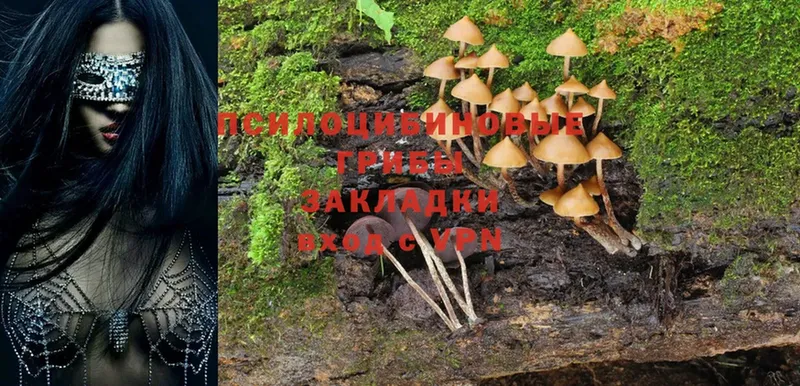 Галлюциногенные грибы MAGIC MUSHROOMS  дарнет шоп  blacksprut зеркало  Кукмор 